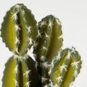 Sztuczny Kaktus dekoracyjny 10 ZIE 18CM DONICZKA