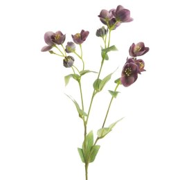 KW/NATU/433/FIOL FIOL