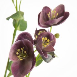 KW/NATU/433/FIOL FIOL