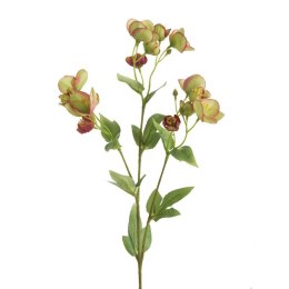 KW/NATU/433/ZIEL ZIEL+C.RÓŻO