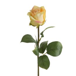 KW/NATU/436/ŻÓŁ ŻÓŁT