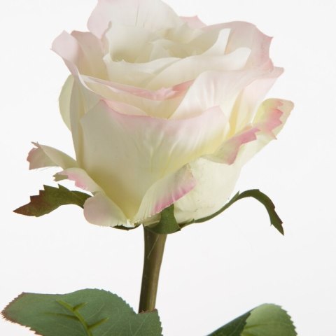 KW/NATU/437/K+R K+RÓŻO