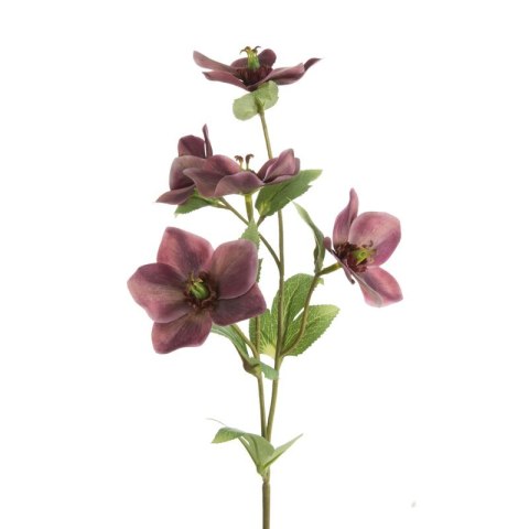 KW/NATU/439/FIOL FIOL