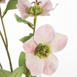 KW/NATU/439/J.R J.RÓŻO