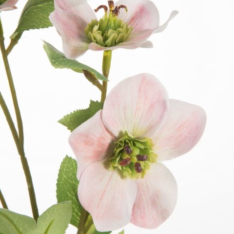 KW/NATU/439/J.R J.RÓŻO