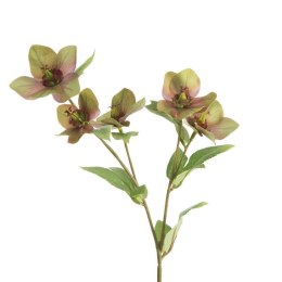 KW/NATU/439/ZIEL ZIEL