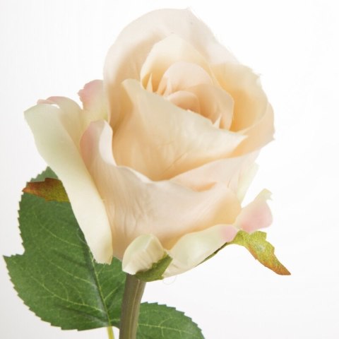 KW/NATU/440/NATU NATU