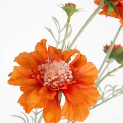 KW/NATU/445/POM POMA