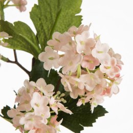 KW/NATU/446/J.R J.RÓŻO