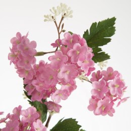 KW/NATU/446/RÓŻ RÓŻO