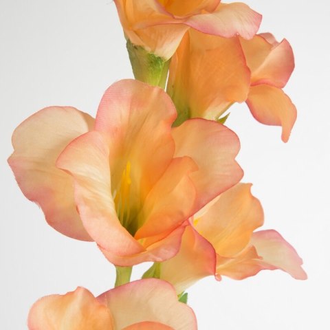 KW/NATU/447/J.PO J.POMA+RÓŻO