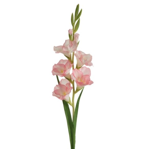 KW/NATU/447/J.R J.RÓŻO