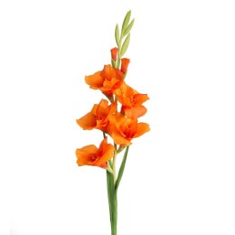 KW/NATU/447/POM POMA