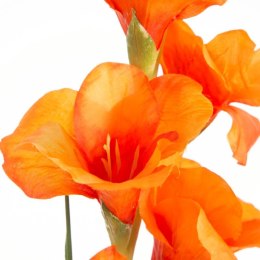 KW/NATU/447/POM POMA