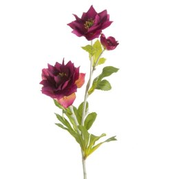 KW/NATU/449/C.F C.FIOL