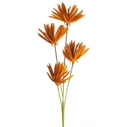 KW/FLORE/779/POM POMA