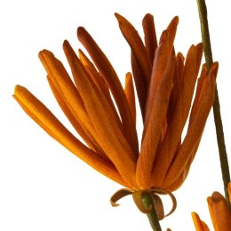 KW/FLORE/779/POM POMA