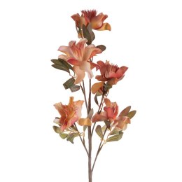 KW/FLORE/784/POM POMA