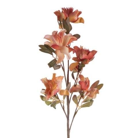 KW/FLORE/784/POM POMA