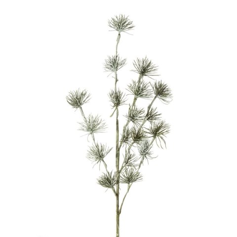 KW/NATU/141/ZIEL ZIEL