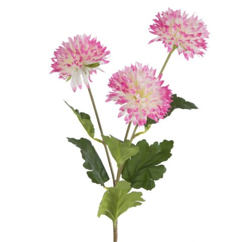 KW/NATU/431/AMAR AMAR+K